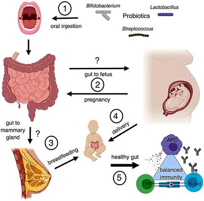 Implications of Probiotics on the Maternal-Neonatal Interface: Gut Microbiota, Immunomodulation, and Autoimmunity